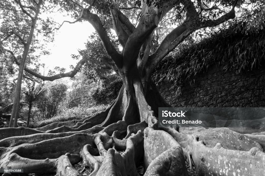Ficus macrophylla ... Atlantic Islands Stock Photo