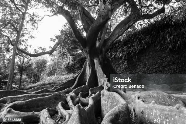 Ficus Macrophylla Stock Photo - Download Image Now - Atlantic Islands, Azores, Beauty In Nature