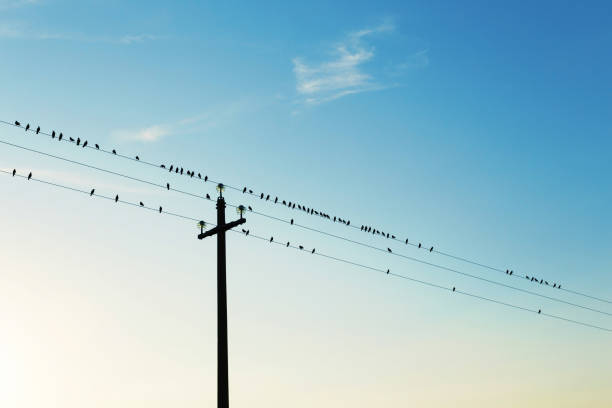 istock Flock of birds on electric cables, clear sky 1045543932