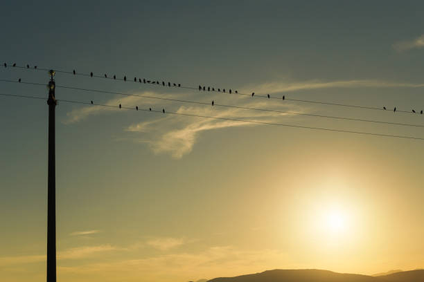 istock Flock of birds on electric cables, clear sky 1045546428