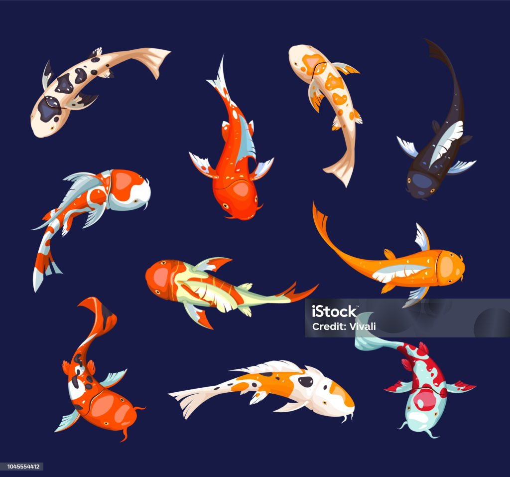 Set of koi carps. Koi japanese fish vector illustration. Chinese goldfish. Koi symbol of wealth. Aquarium illustration. Chinese goldfish. Koi symbol of wealth. Aquarium illustration. Koi Carp stock vector