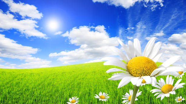 istock Wild daisies in the green field with a blue sky 1045554866