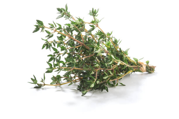 istock Thyme fresh herbs (Thymus vulgaris) shrub. Fine herb. Isolated on a white background. 1045555572
