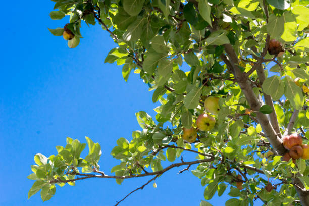 istock Apple Tree Branch with Some Apples Hanged in Summer on Blue Sky Background 1045555660