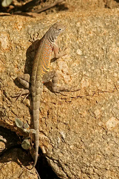 Photo of zebra tailed lizard