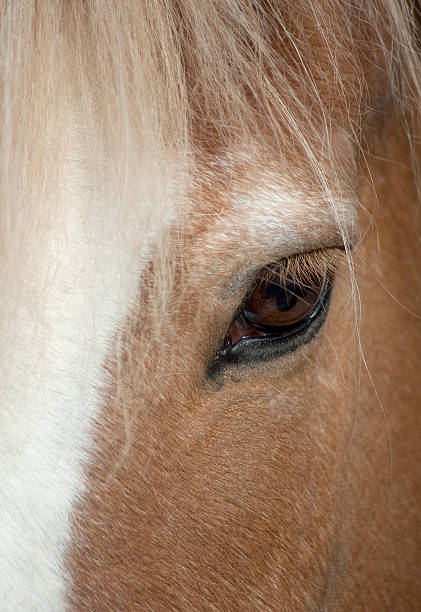 istock Eye of a brown horse 104556302