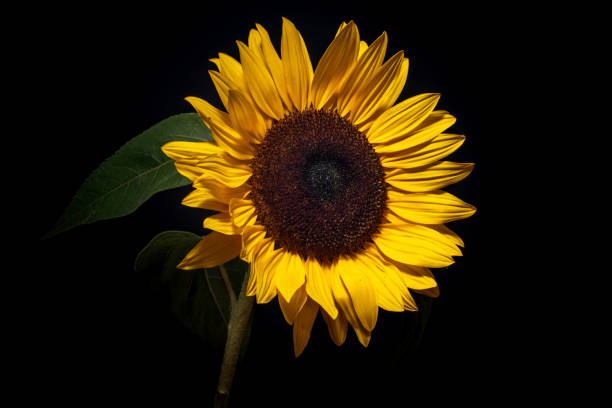 istock Sunflower isolated on black 1045567958