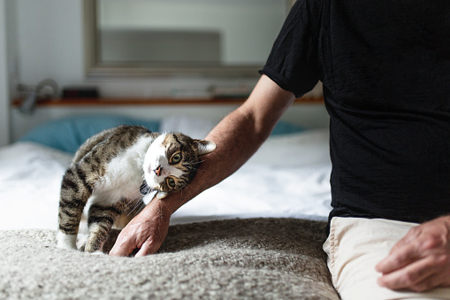Pet Sitting Pictures | Download Free Images on Unsplash