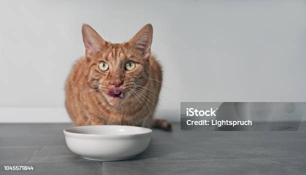 Cute Ginger Cat Licking His Face Next To A White Food Dish Stock Photo - Download Image Now