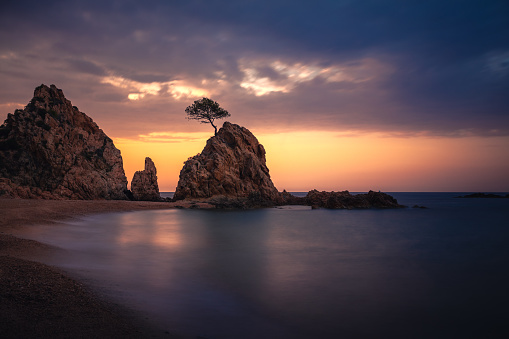 Lonely Tree on sunset at Tossa de Mar