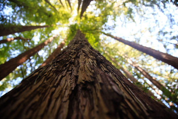 istock Sequoia trees in Northern California 1045577358
