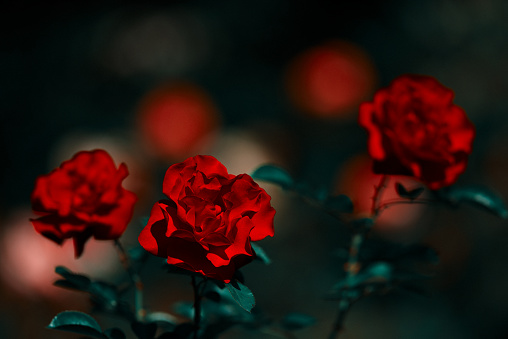 horizontal shot of red roses in nature.