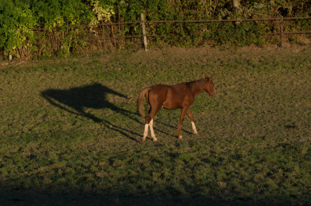 Horse with long shadow walking in the evening sun
