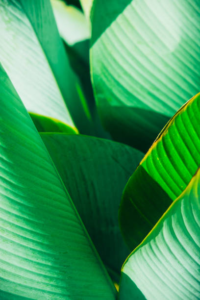istock Close up palm leaf texture. Abstract tropical background. 1045585510