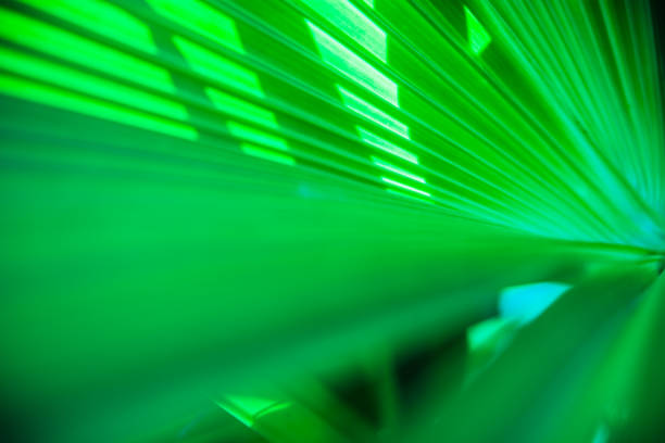 istock Close up palm leaf texture. Abstract tropical background. 1045585758