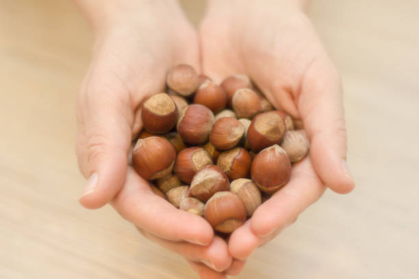 istock Walnuts hazelnuts in the palm of hand. 1045585842