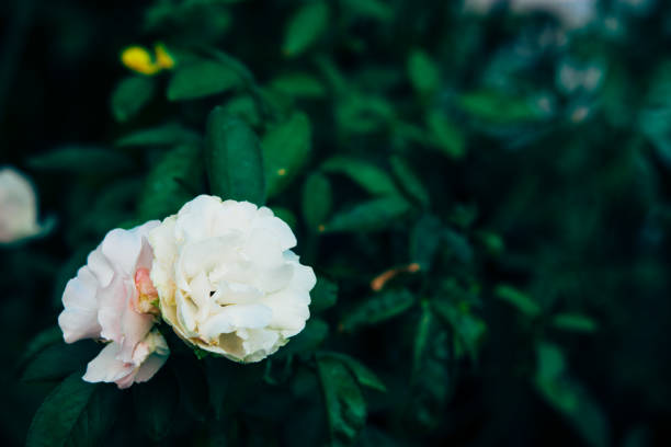 Beautiful white rose in the garden. Summer background.