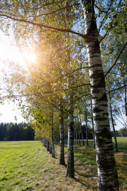 istock the road among birches 1045591474
