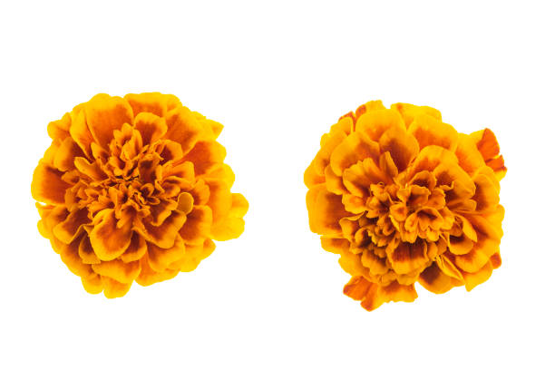 isolated flowers of tagetes