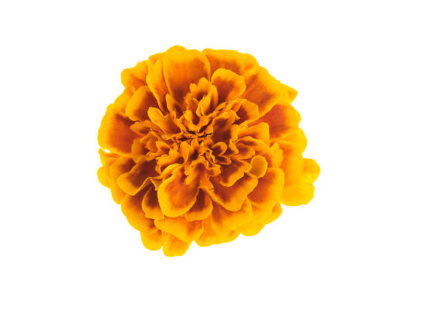 tagetes close up flower isolated flower of tagetes marigold stock pictures, royalty-free photos & images