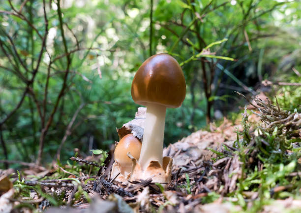 istock poisonous mushroom grebe in the woods 1045596352