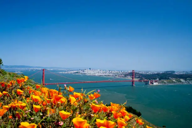 View of the Golden Gate with some beautiful yellow poppy flowers in the frame, San Francisco