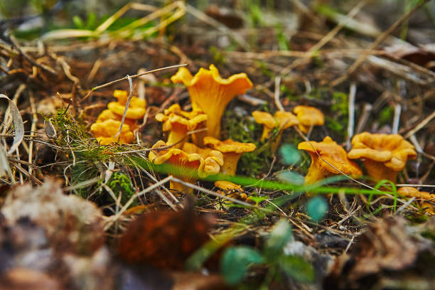 istock large group of chanterelles growing in forest 1045602174