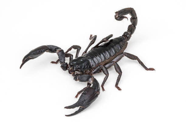 istock Giant Asian Forest Scorpion Ready To Sting on White Background 1045602470