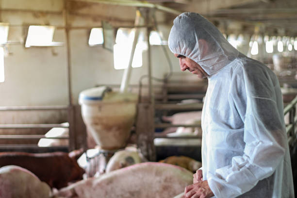 istock Pig Vet Checking Pigs For Diseases 1045606790