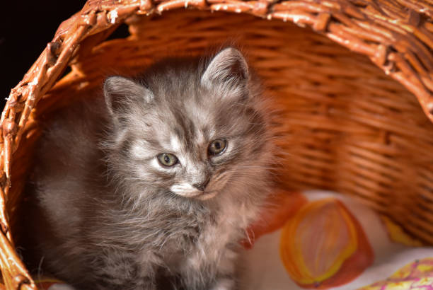 istock The kitten is playing in the basket 1045609850