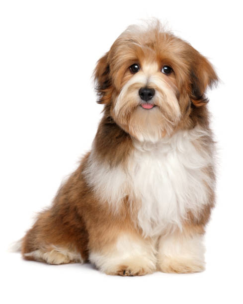 istock Cute red parti colored havanese puppy dog 1045612702