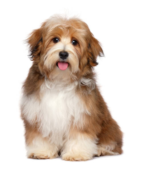 istock Cute happy red parti colored havanese puppy dog 1045612704