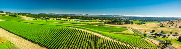 panorama aereo di hillside coperto di viti - vineyard sonoma county california panoramic foto e immagini stock