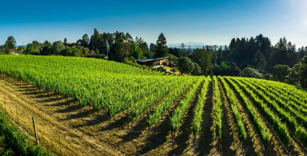 vigneto pinot nero nella contea di sonoma, ca - colpo aereo - vineyard sonoma county california panoramic foto e immagini stock