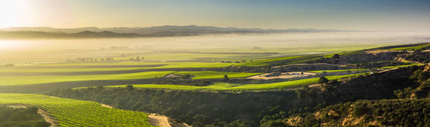 brume matinale sur monterey county vignoble - panorama aérien - california panoramic crop field photos et images de collection