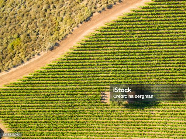 Birds Eye View Of Vineyard Stock Photo - Download Image Now - California, Aerial View, Monterey County