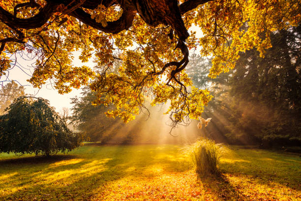 mlhavé ráno - září - stock snímky, obrázky a fotky