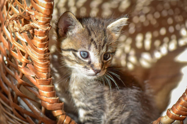 istock The kitten is playing in the basket 1045615166
