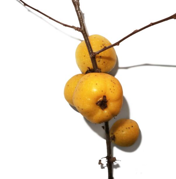 istock Branch of a quince isolated on white background. 1045617390