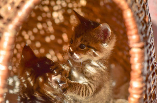 istock The kitten is playing in the basket 1045618844