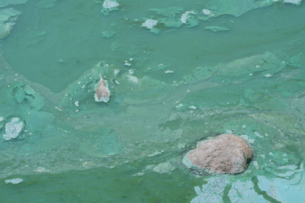 istock Rock and Canada goose feather stuck in green algae 1045633882
