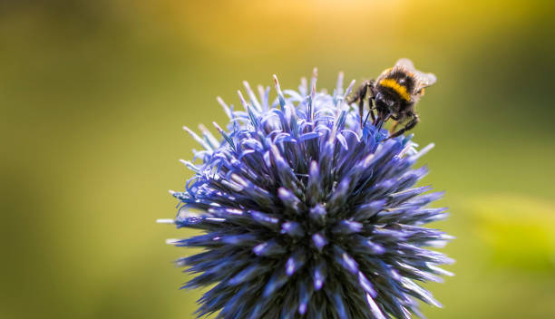 istock Bumble Bee on Echinops or Globe Thistle. Green Blurry Background. Copy Space. 1045636694