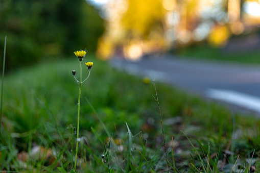 Three headed flower Sonchus Arvensis by a road with bokeh background