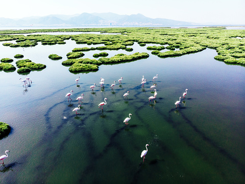 Flamingos