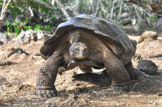 istock Galapagos tortoise in a nature reserve 1045644660