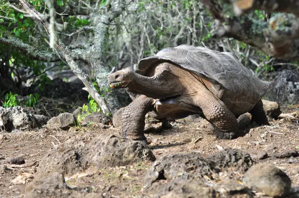 Galapagos Tortoise in a nature reserve in the Galapagos Islands, Ecuador