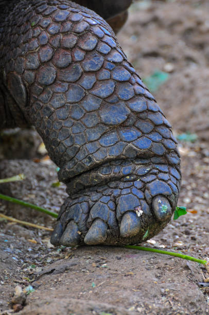 istock Galapagos tortoise in a nature reserve 1045647298