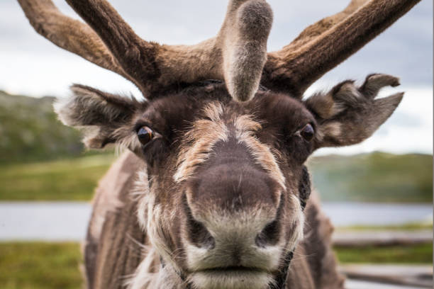 portrait of reindeer in norway. - passion mountain range mountain national park imagens e fotografias de stock