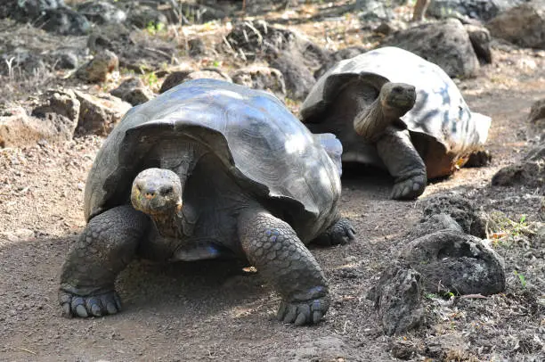 Galapagos Tortoise in a nature reserve in the Galapagos Islands, Ecuador
