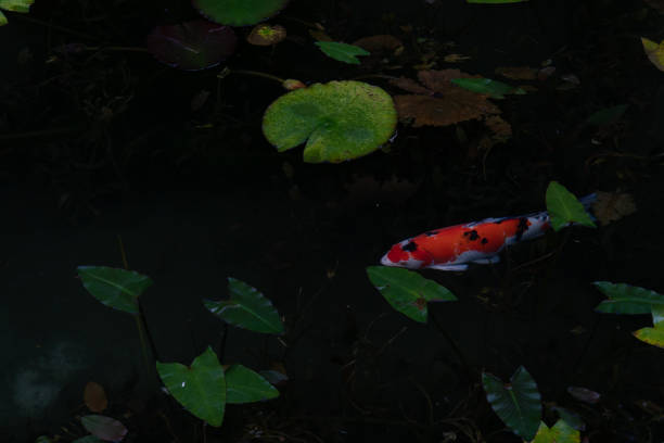 Carp of Monet's pond